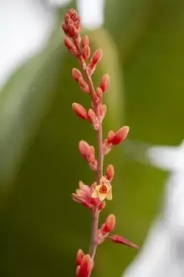 HESPERALOE parviflora - image 2