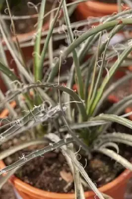 HESPERALOE parviflora - image 3