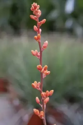 HESPERALOE parviflora - image 4
