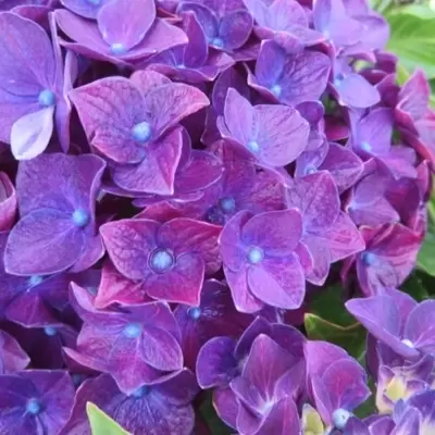 HYDRANGEA macrophylla  'Deep Purple Dance' - image 2