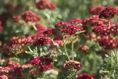 ACHILLEA 'Paprika' - image 2