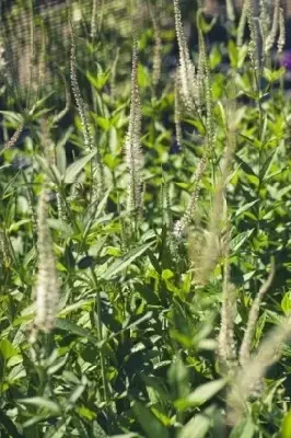 VERONICASTRUM virginicum 'Diana' - image 2