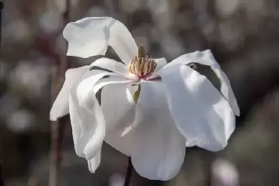 MAGNOLIA x soulangeana 'Alba Superba' - image 2