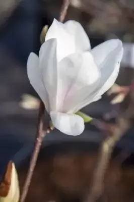 MAGNOLIA x soulangeana 'Alba Superba' - image 3