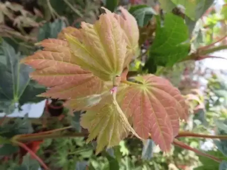 ACER japonicum 'Vitifolium' - image 2