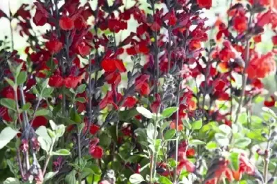 SALVIA 'Royal Bumble' - image 2