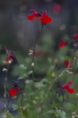 SALVIA 'Royal Bumble' - image 4