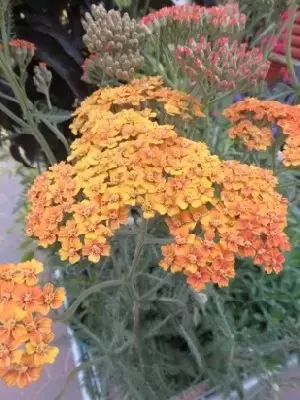 ACHILLEA 'Terracotta' - image 2