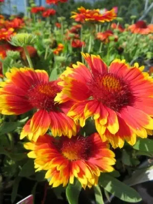 GAILLARDIA x grandiflora 'Kobold' - image 2