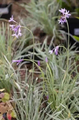 TULBAGHIA violacea 'Silver Lace' - image 2