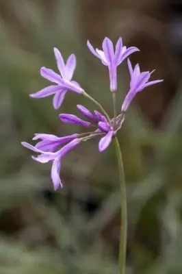 TULBAGHIA violacea 'Silver Lace' - image 3