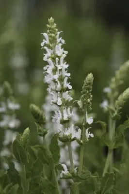 SALVIA x sylvestris 'Schneehugel' - image 2