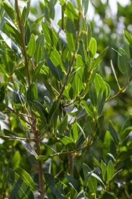 PHILLYREA angustifolia - image 2