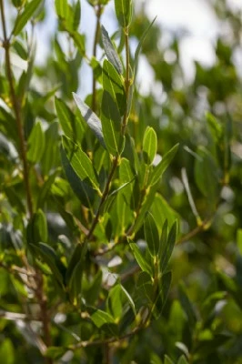 PHILLYREA angustifolia - image 3