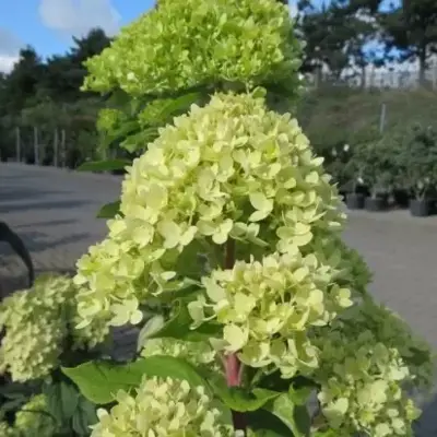 HYDRANGEA paniculata 'Little Lime' - image 2