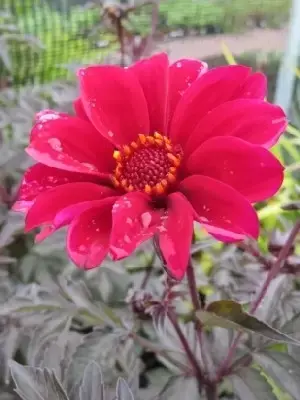 DAHLIA 'Bishop of Canterbury'