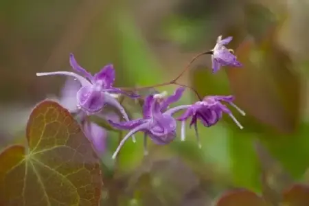 EPIMEDIUM grandiflorum 'Lilafee' - image 3