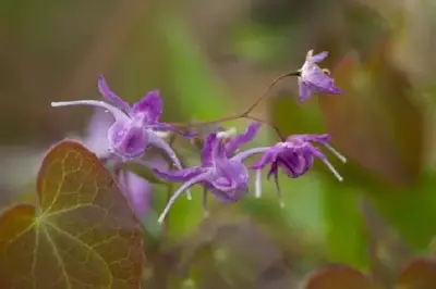 EPIMEDIUM grandiflorum 'Lilafee' - image 3
