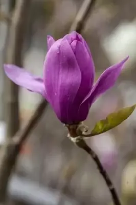 MAGNOLIA 'Vulcan' - image 2