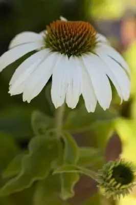 ECHINACEA purpurea 'Alba' - image 2