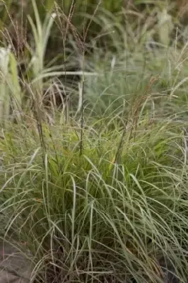 MISCANTHUS sinensis 'Yakushima Dwarf' - image 2