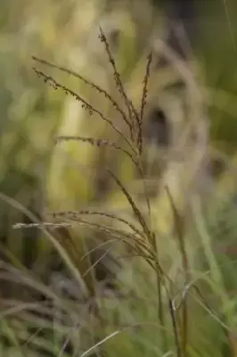 MISCANTHUS sinensis 'Yakushima Dwarf' - image 3