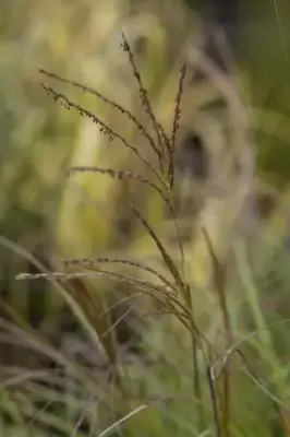 MISCANTHUS sinensis 'Yakushima Dwarf' - image 4