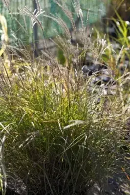 MISCANTHUS sinensis 'Yakushima Dwarf' - image 5