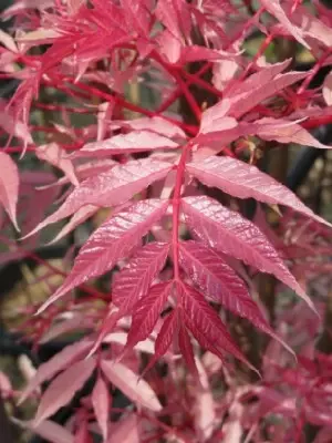 TOONA sinensis 'Flamingo' - image 6