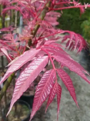 TOONA sinensis 'Flamingo' - image 4