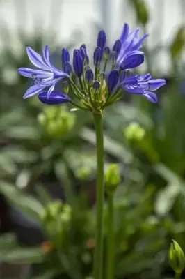 AGAPANTHUS 'Charlotte' - image 1