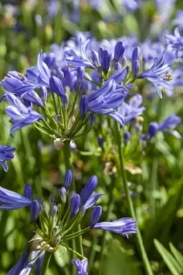 AGAPANTHUS 'Charlotte' - image 3