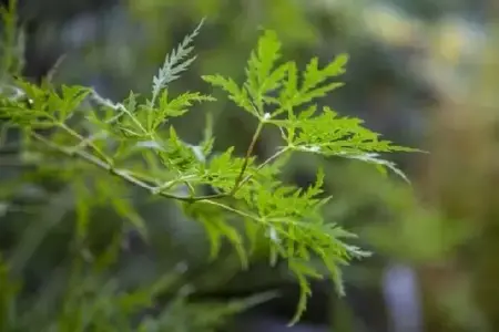 ACER palmatum dissectum - image 4