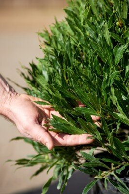 LAURUS nobilis 'Bay Junior' - image 2