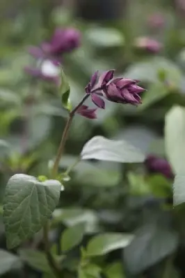 SALVIA 'Love and Wishes' - image 2