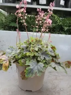 HEUCHERELLA 'Tapestry' - image 2