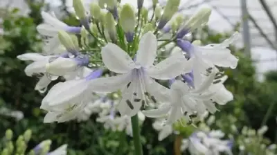 AGAPANTHUS 'Twister' - image 2