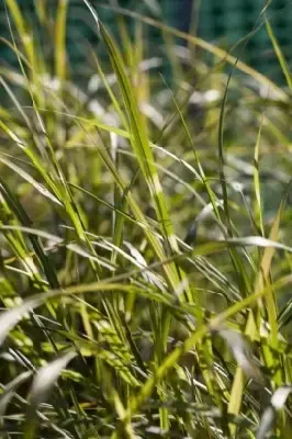 MISCANTHUS sinensis 'Little Zebra' - image 2