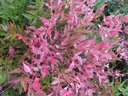 NANDINA domestica 'Obsessed' - image 2