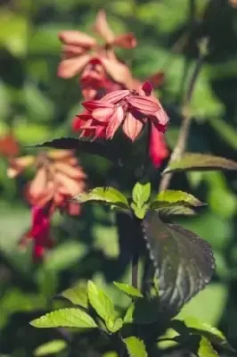 SALVIA 'Embers Wish' - image 2