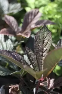 RODGERSIA 'Bronze Peacock' - image 3