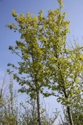 LIQUIDAMBAR styraciflua 'Worplesdon' - image 2