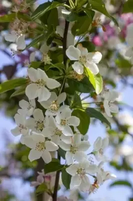 MALUS x robusta 'Red Sentinel'