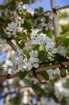 MALUS x robusta 'Red Sentinel' - image 3