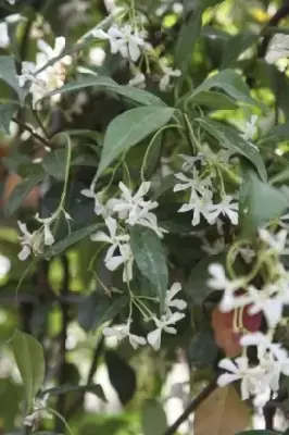 TRACHELOSPERMUM jasminoides