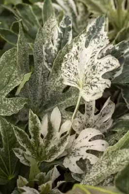 FATSIA japonica 'Spider's Web' - image 2