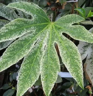 FATSIA japonica 'Spider's Web' - image 3
