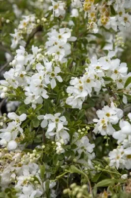 EXOCHORDA x macrantha 'The Bride' - image 2