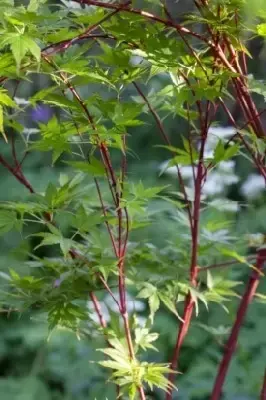 ACER palmatum 'Sango-kaku' - image 5