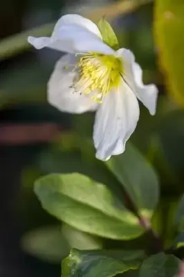 HELLEBORUS niger 'Jacob Royal' - image 2
